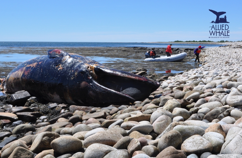 Dead whale on coast