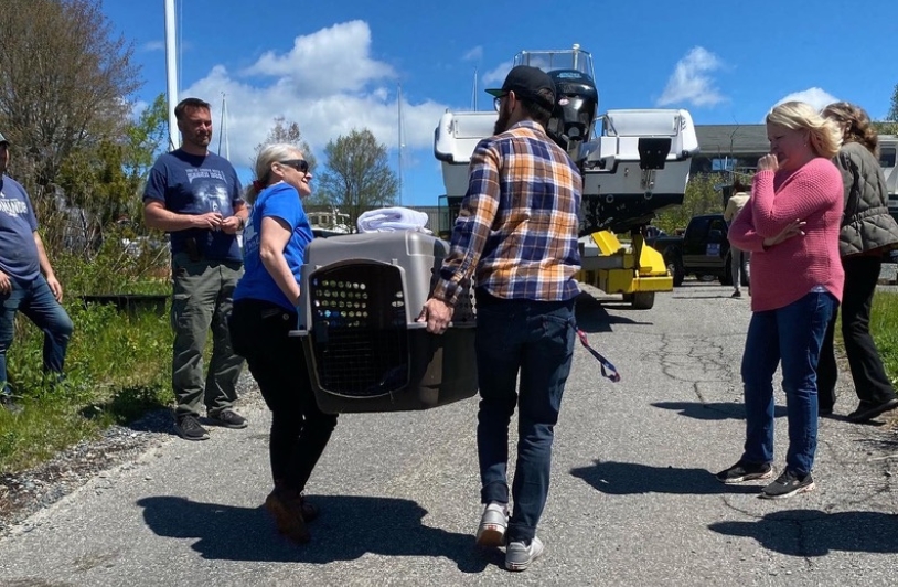 A stranded harbor seal is rescued