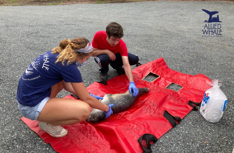 Marine mammal rescued