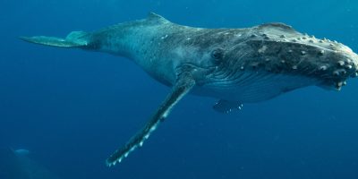 Humpback whale